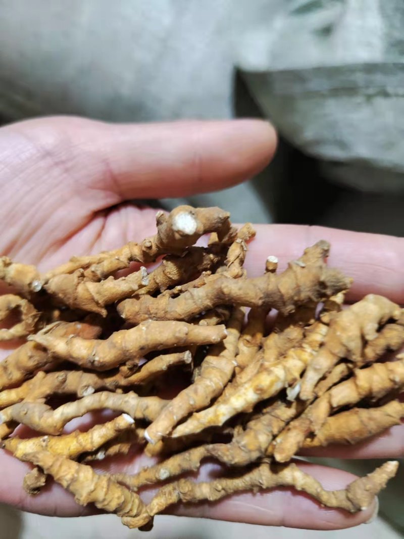 产地陕西高含量九节菖蒲