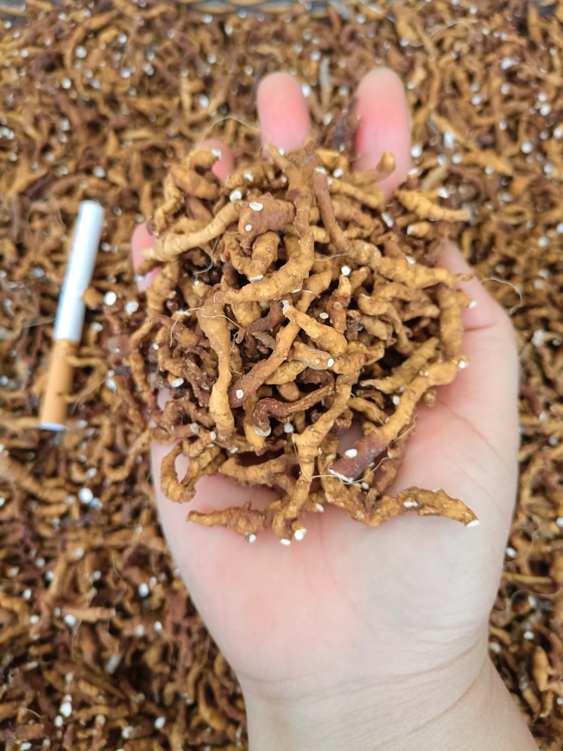 产地陕西高含量九节菖蒲