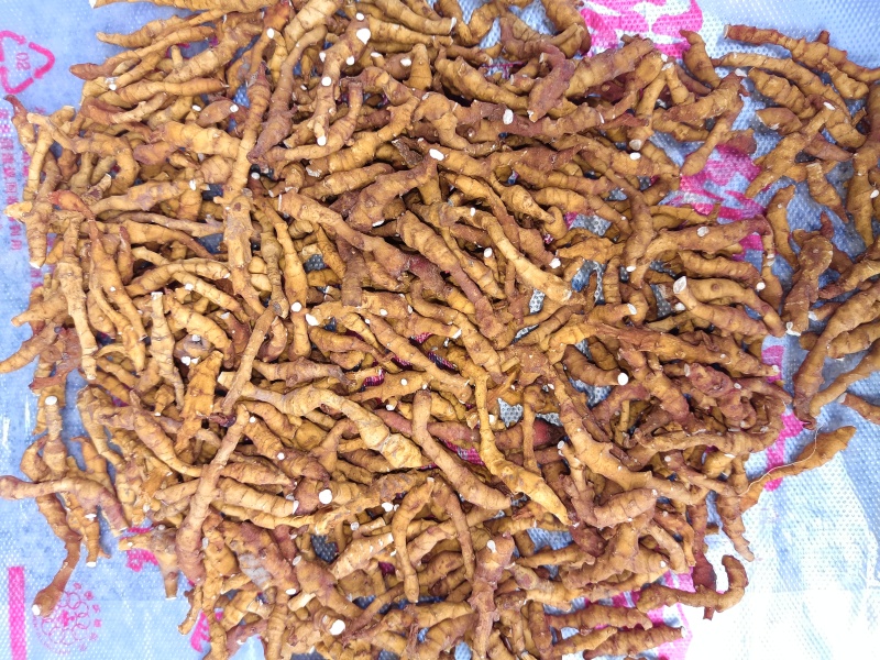 产地陕西高含量九节菖蒲