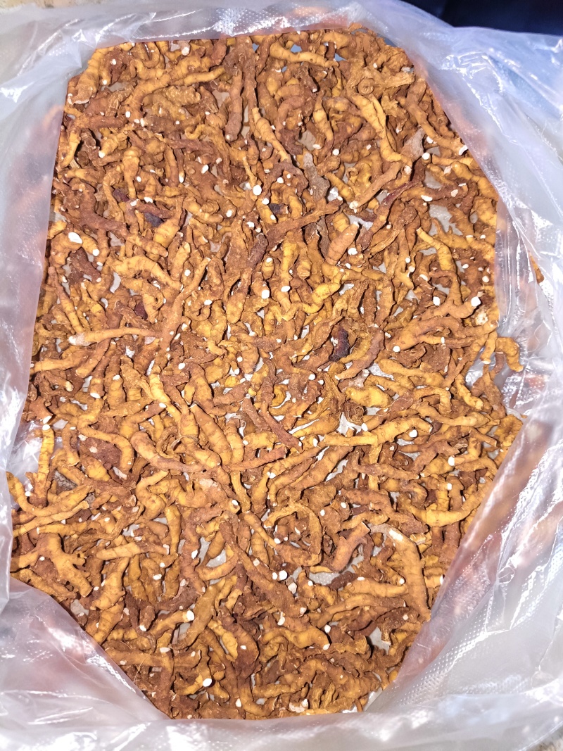 产地陕西高含量九节菖蒲