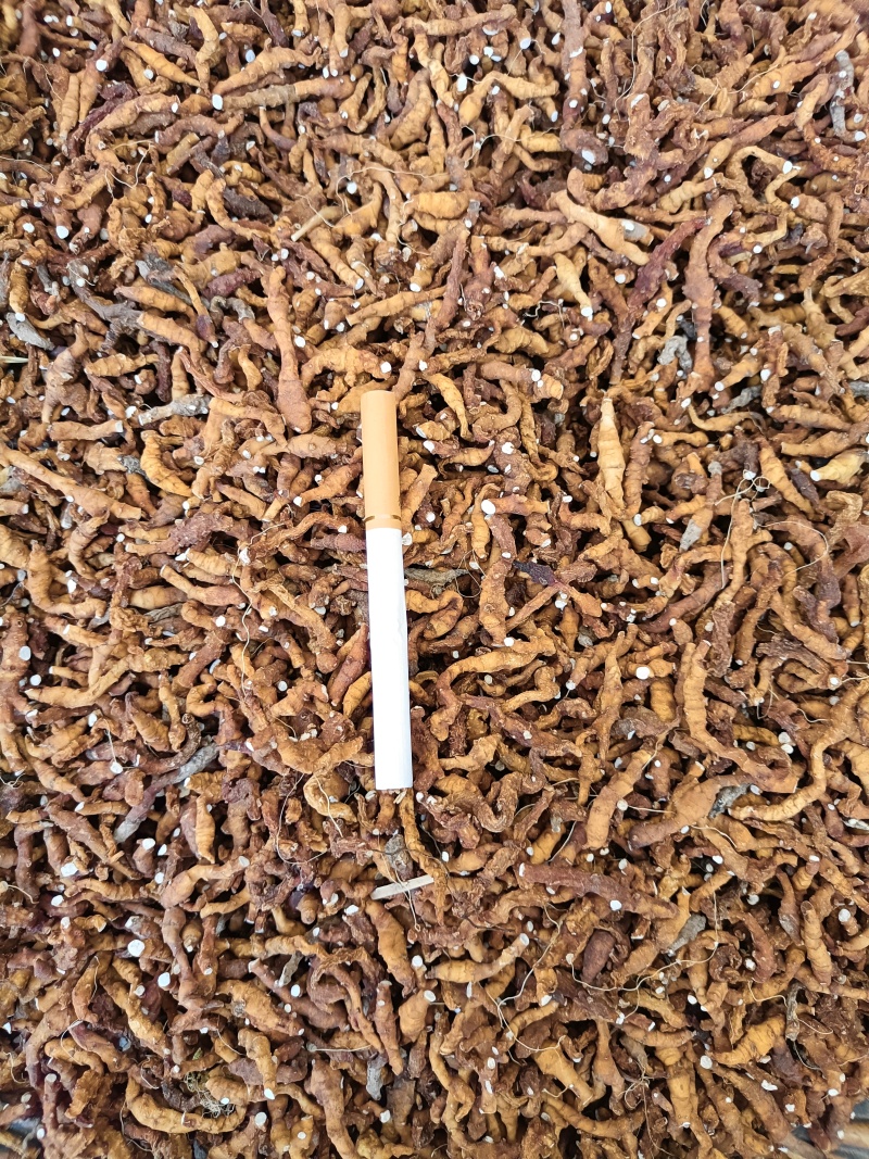 产地陕西高含量九节菖蒲