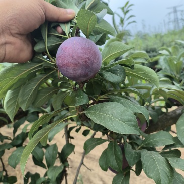 陕西黑布林李子
