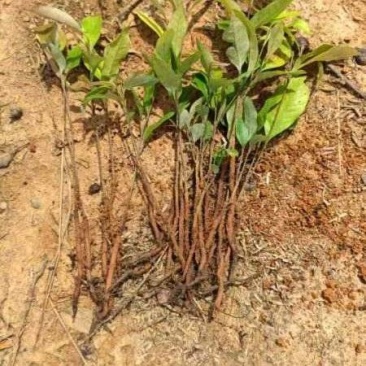 红椎苗，红椎小苗，数量20万株，露天苗，想系发达，好种植
