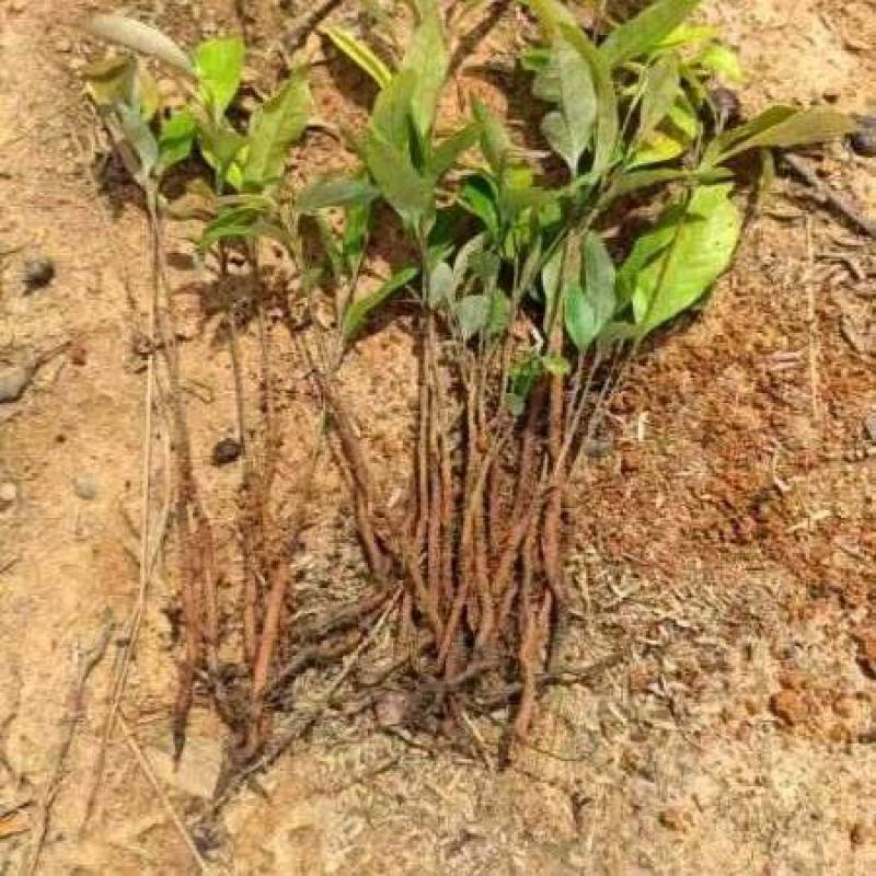 红椎苗，红椎小苗，数量20万株，露天苗，想系发达，好种植