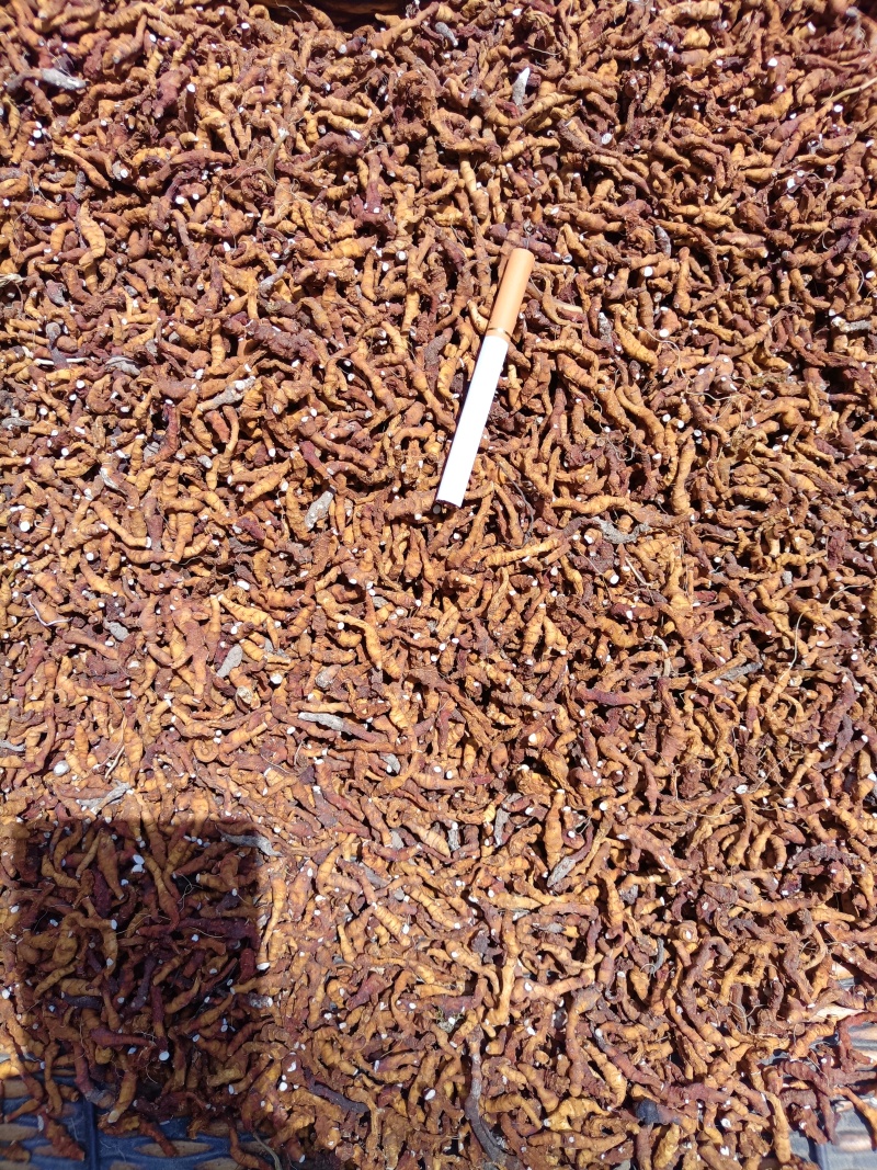 产地陕西高含量九节菖蒲