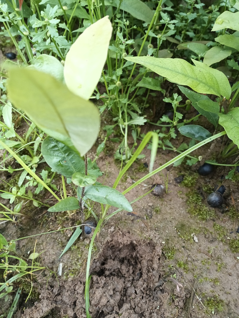 红椎苗，红椎小苗，数量20万株，露天苗，想系发达，好种植