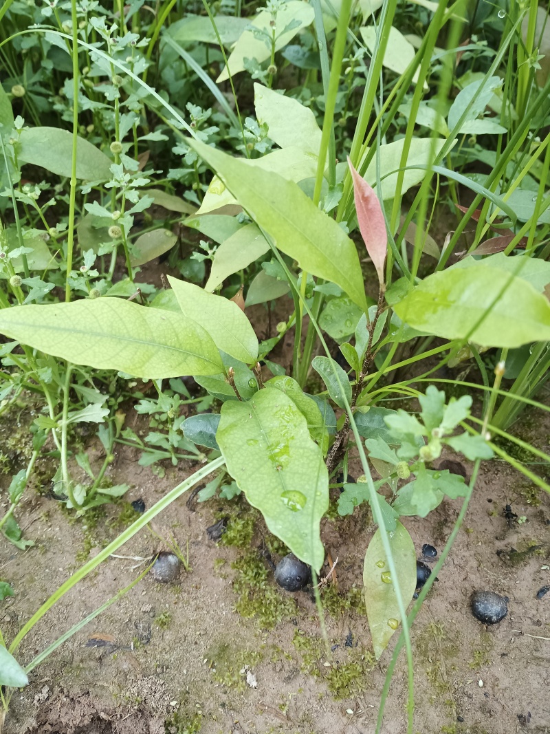 红椎苗，红椎小苗，数量20万株，露天苗，想系发达，好种植