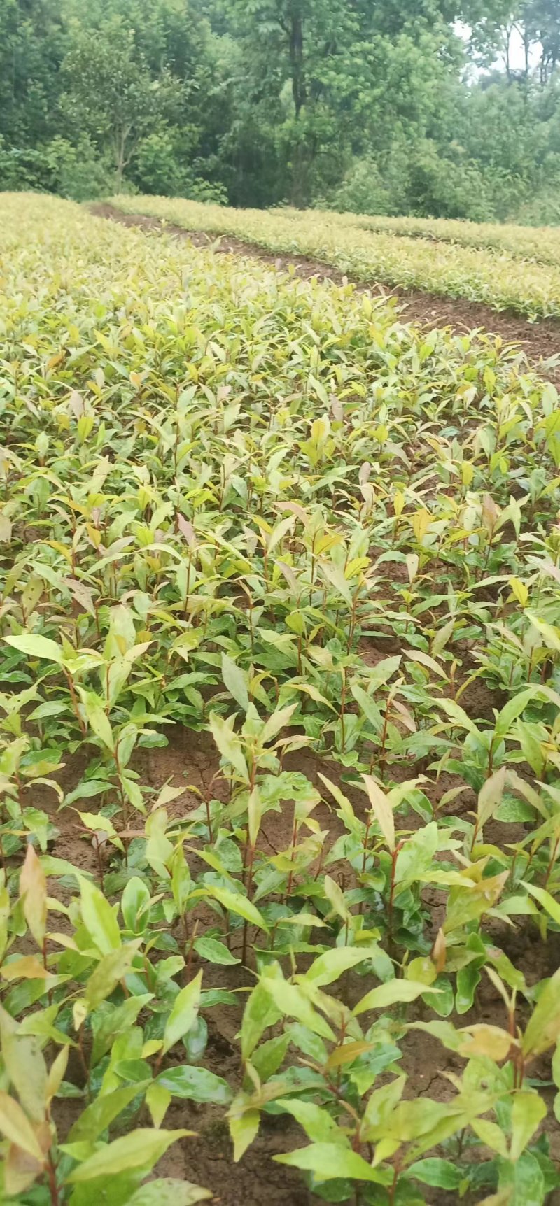 红椎苗，红椎小苗，数量20万株，露天苗，想系发达，好种植