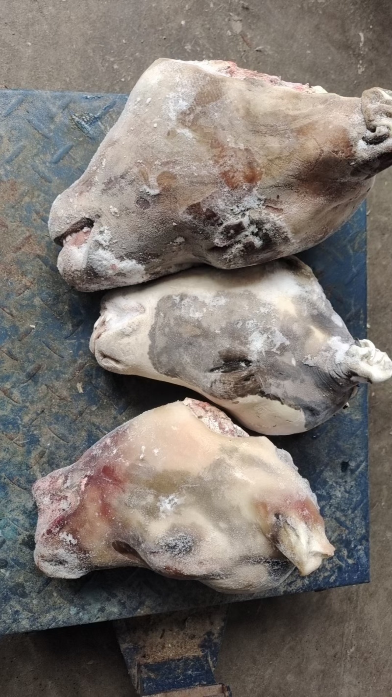 牛副产品，小牛净头，网红爆火的小牛头