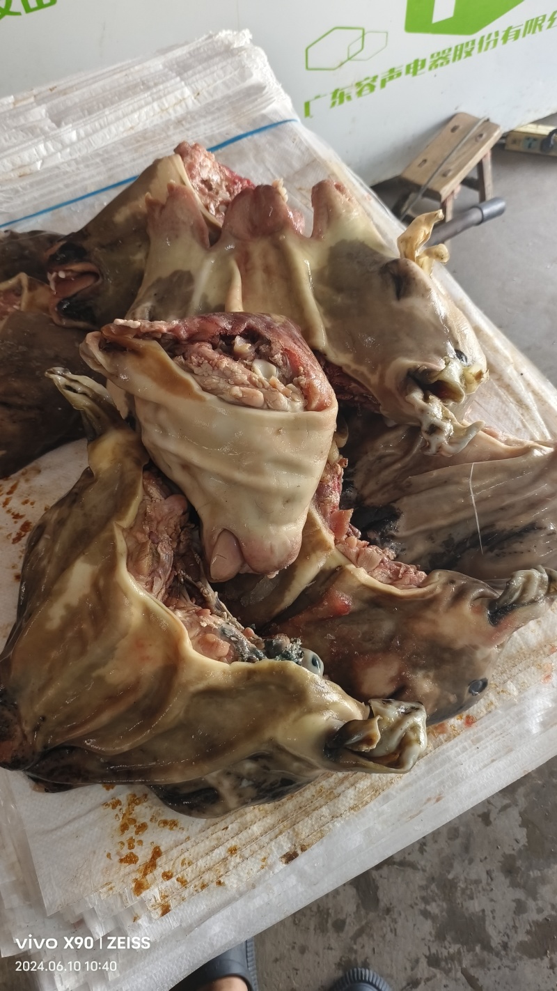 牛副产品，小牛净头，网红爆火的小牛头