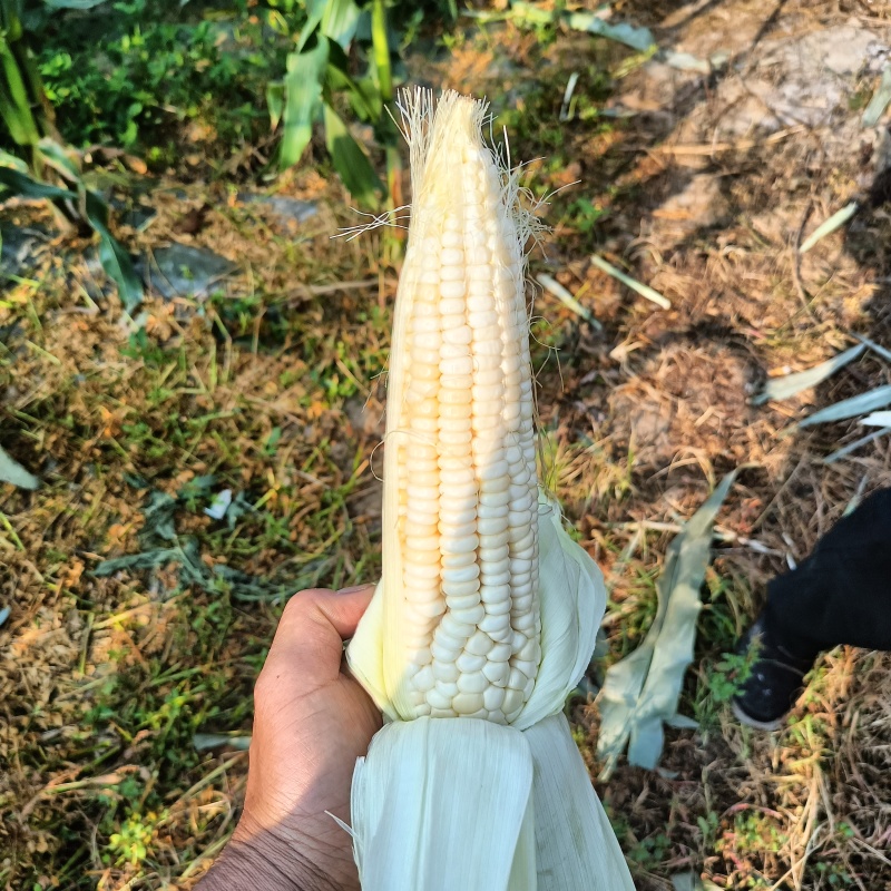 甜玉米，糯玉米