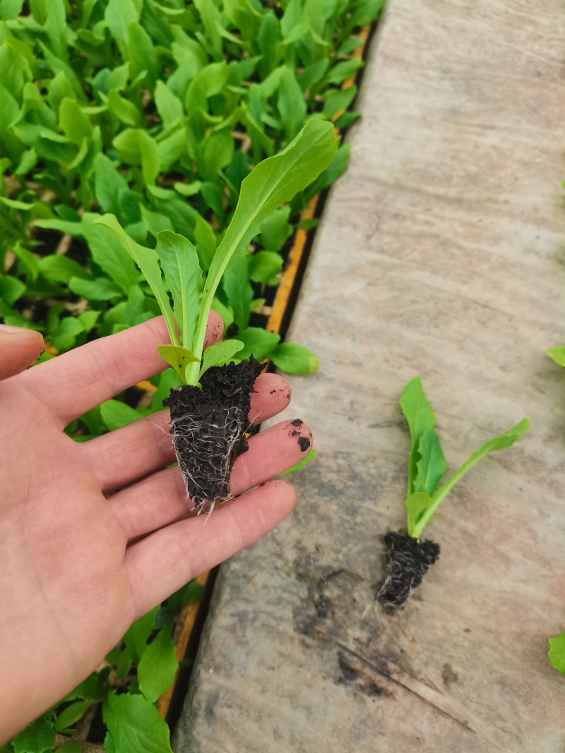 油麦菜苗