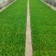 油麦菜苗