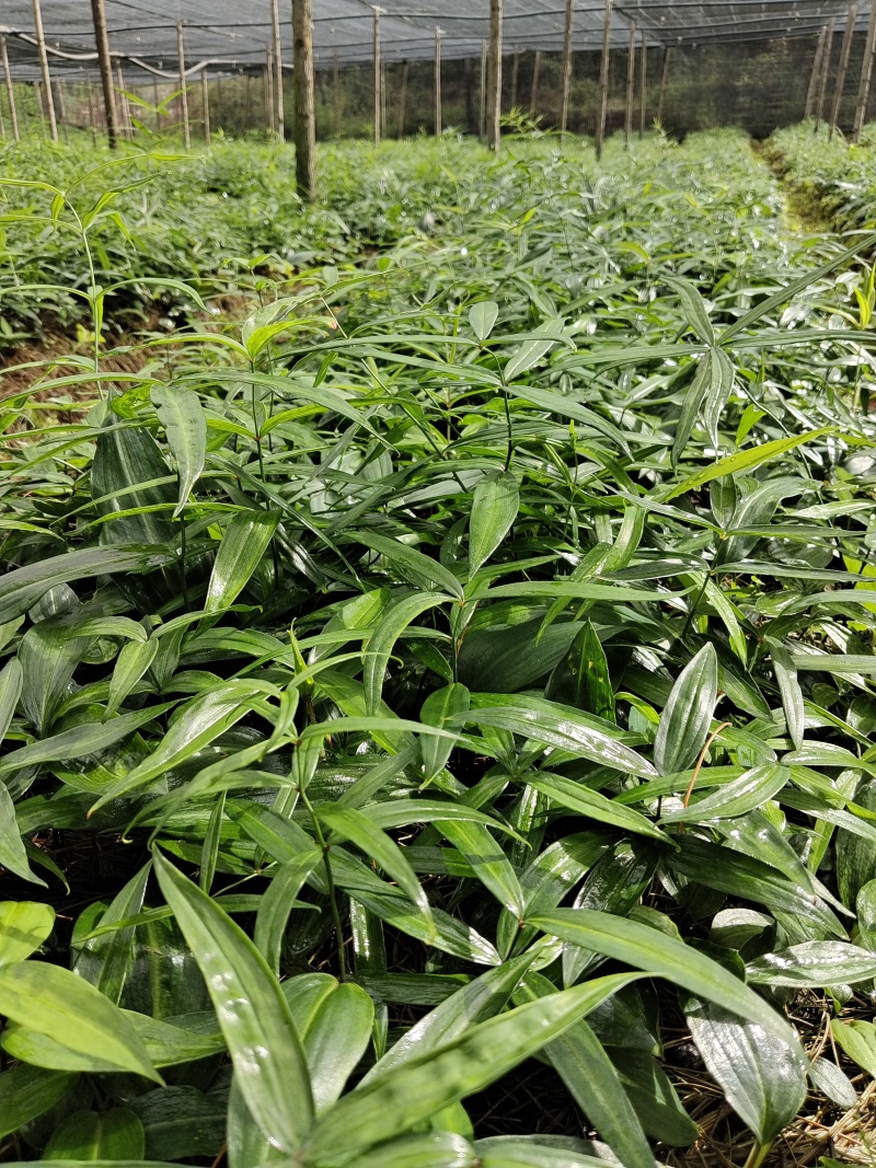 云南昆明滇黄精种苗基地，品质保证，基地直供