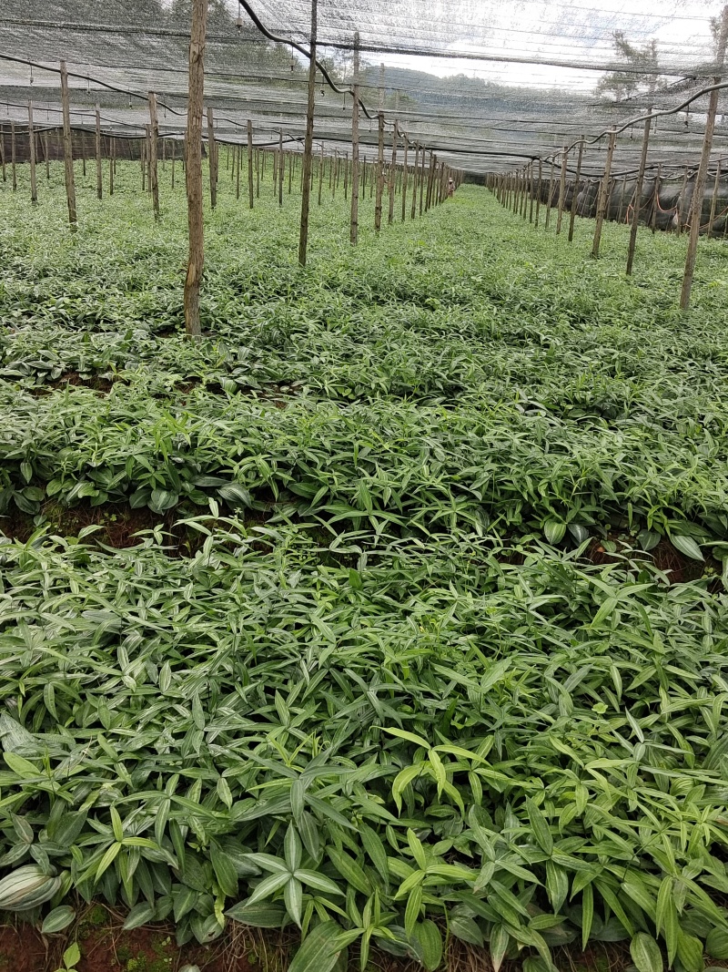 云南昆明滇黄精种苗基地，品质保证，基地直供