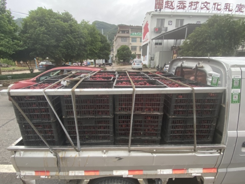 东魁杨梅，次级果，工厂果，承接代发