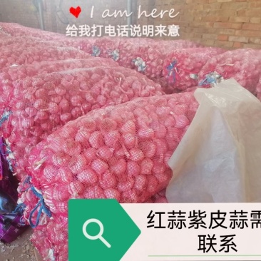 大蒜红蒜大名优质红蒜