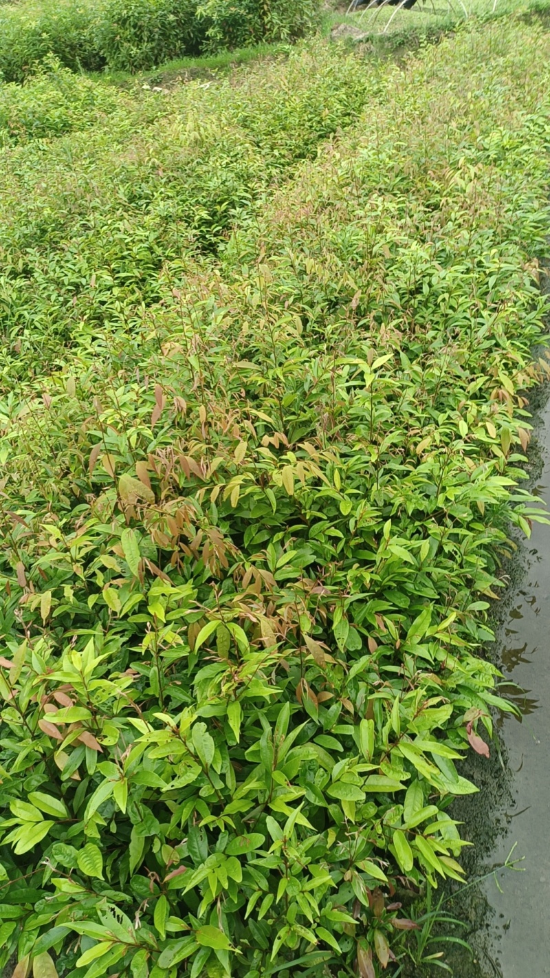 红椎袋苗，杯苗基地直发，自产自销