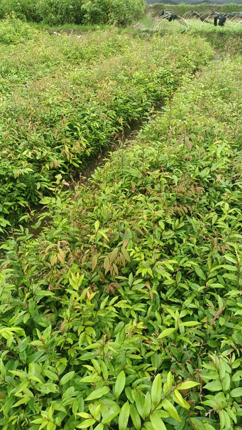 红椎袋苗，杯苗基地直发，自产自销