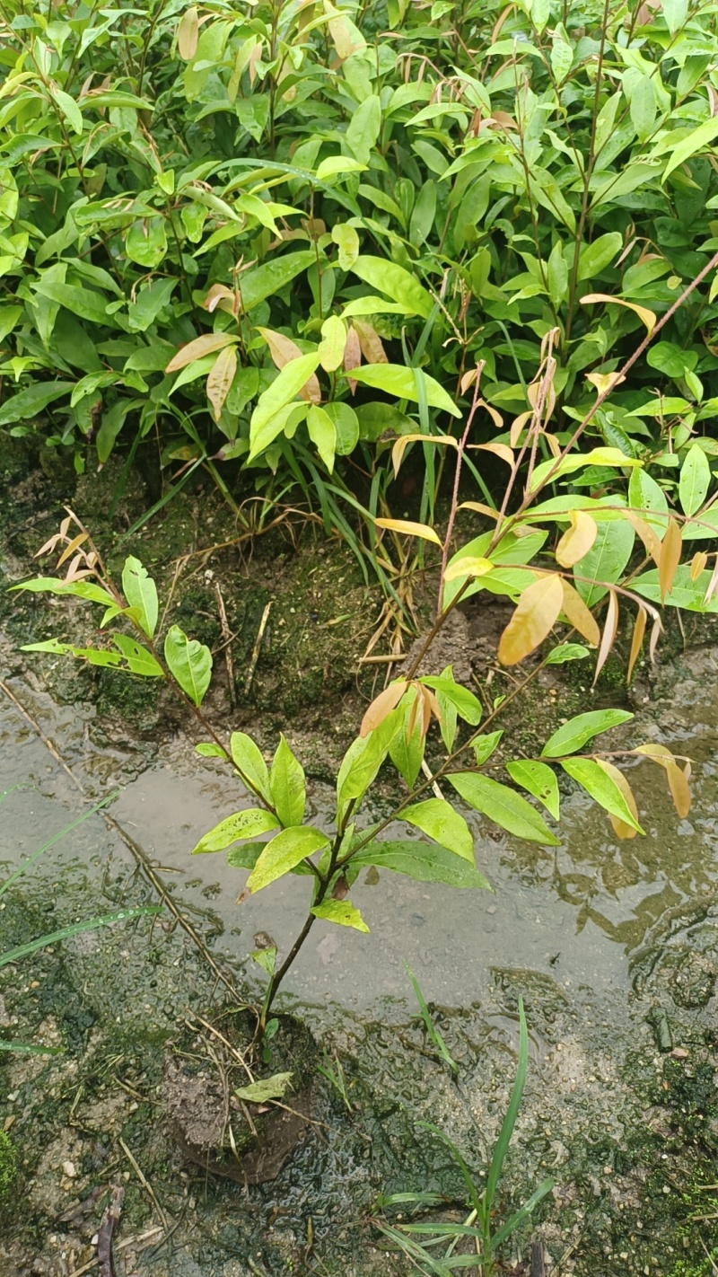 红椎袋苗，杯苗基地直发，自产自销