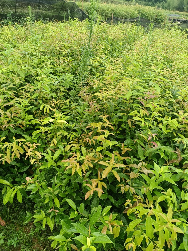 红椎袋苗，杯苗基地直发，自产自销
