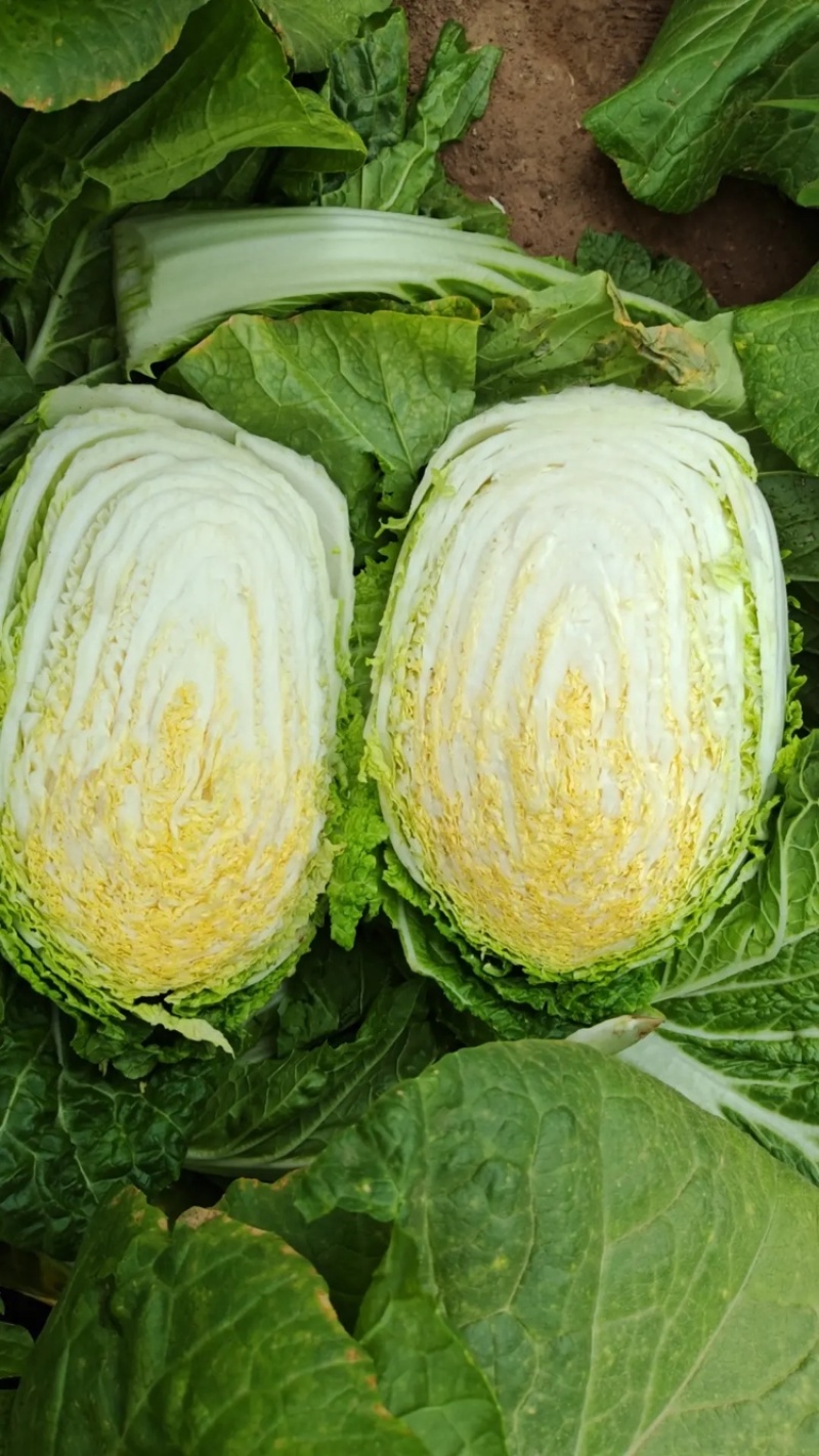 黄心白菜大量上市，一手货品质量保证视频看货价格便宜