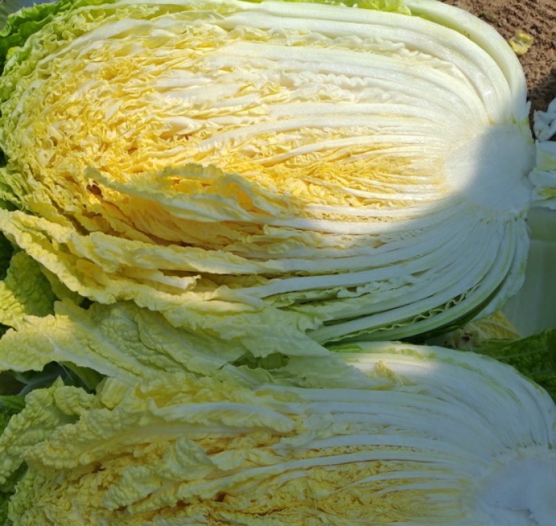黄心白菜大量上市，一手货品质量保证视频看货价格便宜