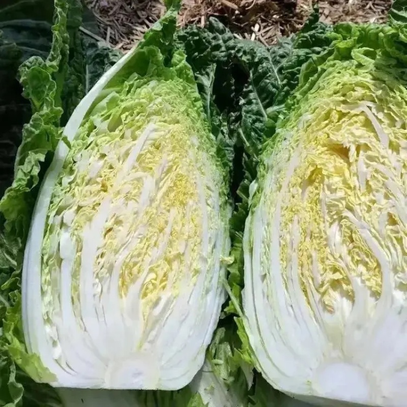 黄心白菜大量上市，一手货品质量保证视频看货价格便宜