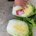 黄心白菜大量上市，一手货品质量保证视频看货价格便宜