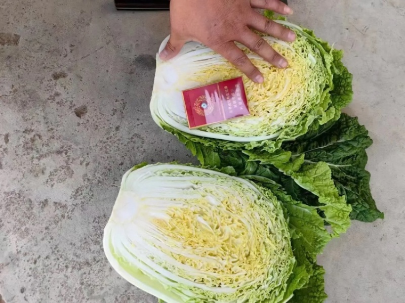 黄心白菜大量上市，一手货品质量保证视频看货价格便宜