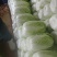 黄心白菜大量上市，一手货品质量保证视频看货价格便宜