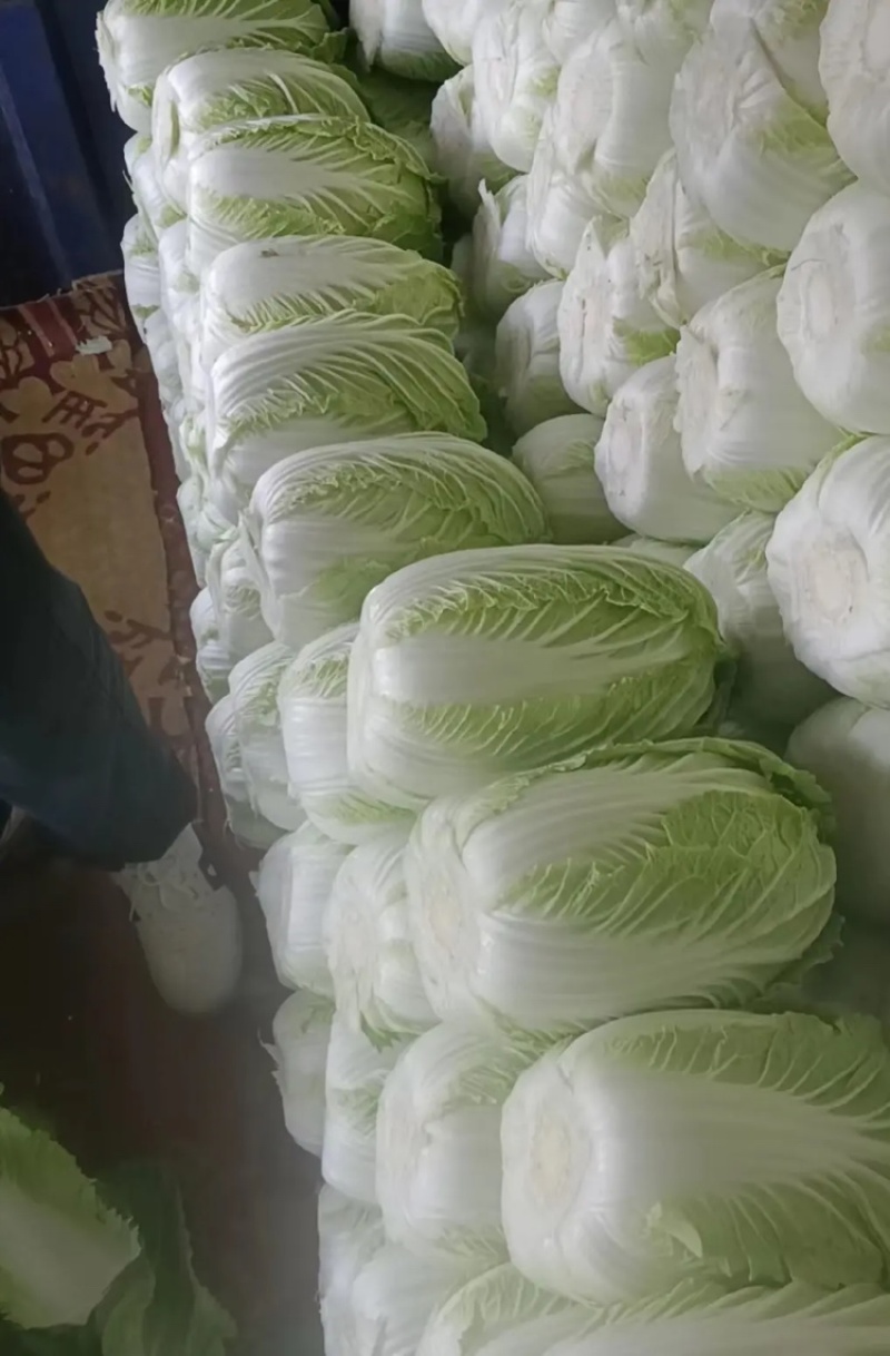 黄心白菜大量上市，一手货品质量保证视频看货价格便宜