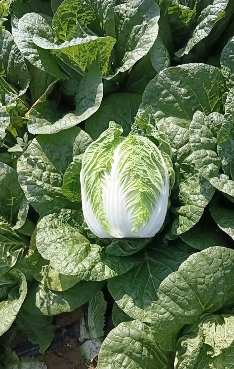 黄心白菜大量上市，一手货品质量保证视频看货价格便宜