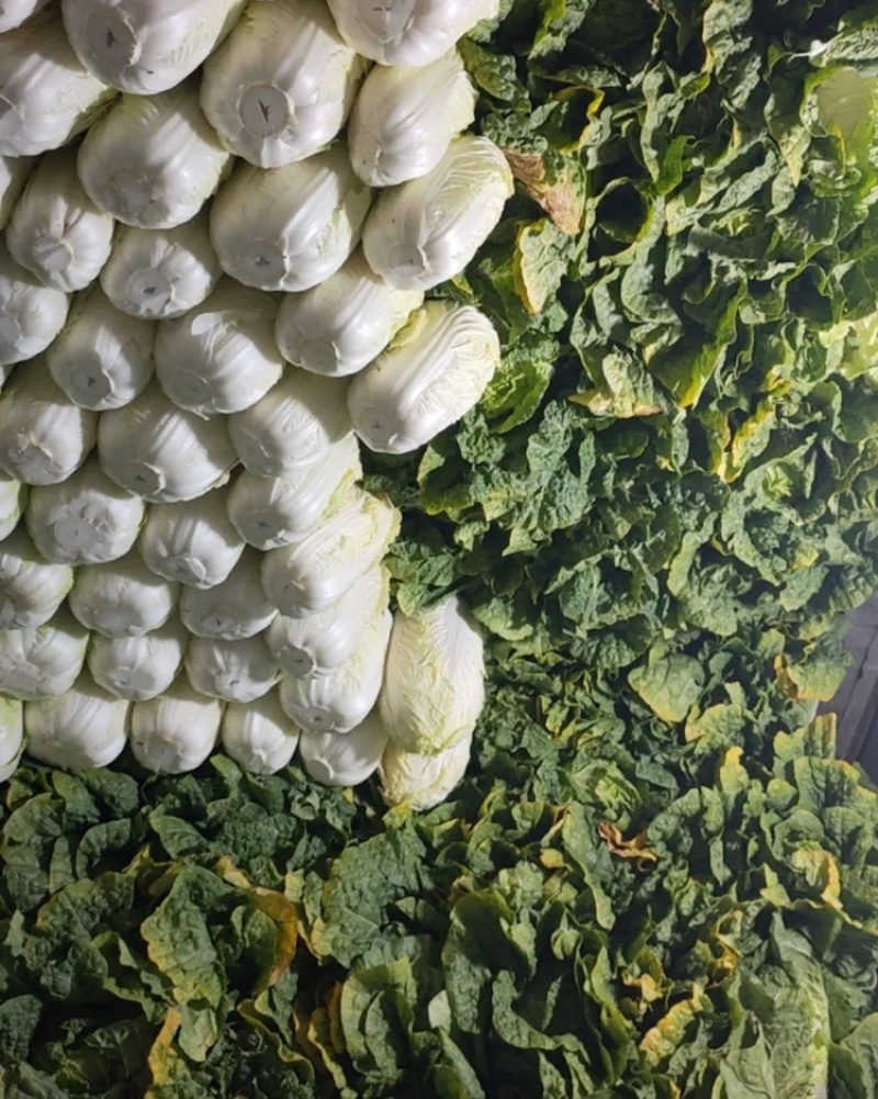 黄心白菜大量上市，一手货品质量保证视频看货价格便宜
