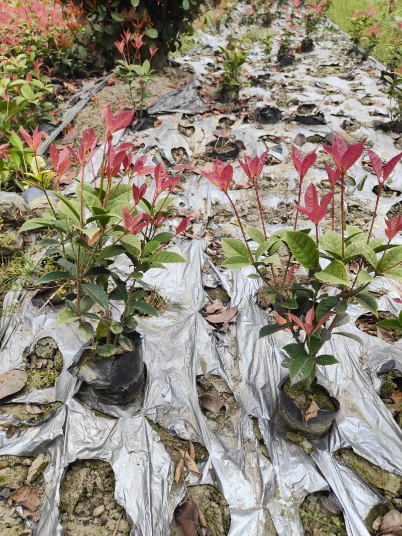 五彩桂小杯苗、五彩桂花大杯苗、彩叶桂小苗批发