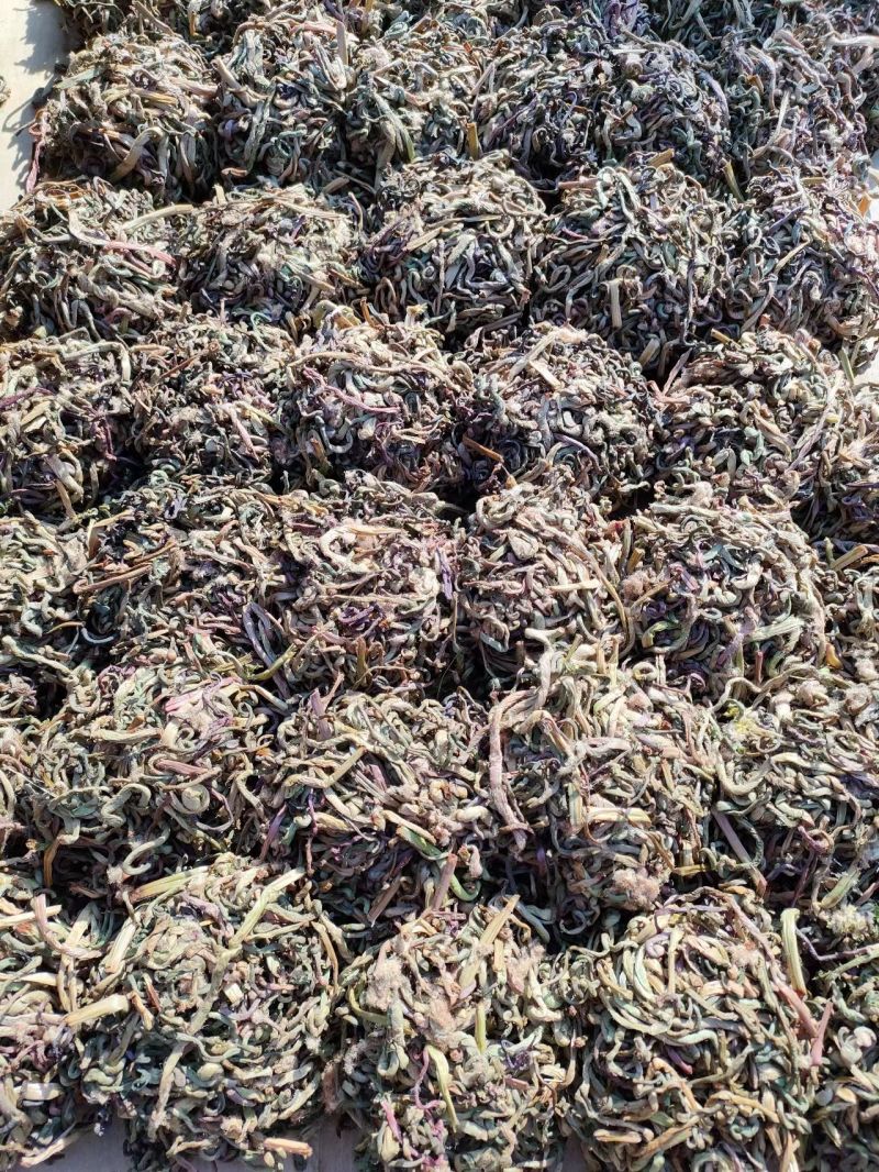 牡丹江林区长白山地区野生微菜干（牛毛广）