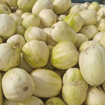 忻州甜瓜大量