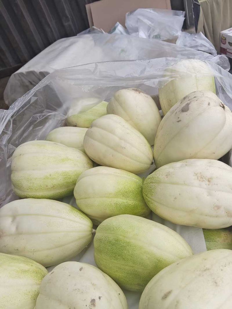 忻州甜瓜大量