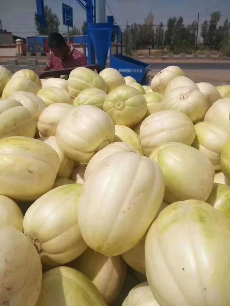 忻州甜瓜大量
