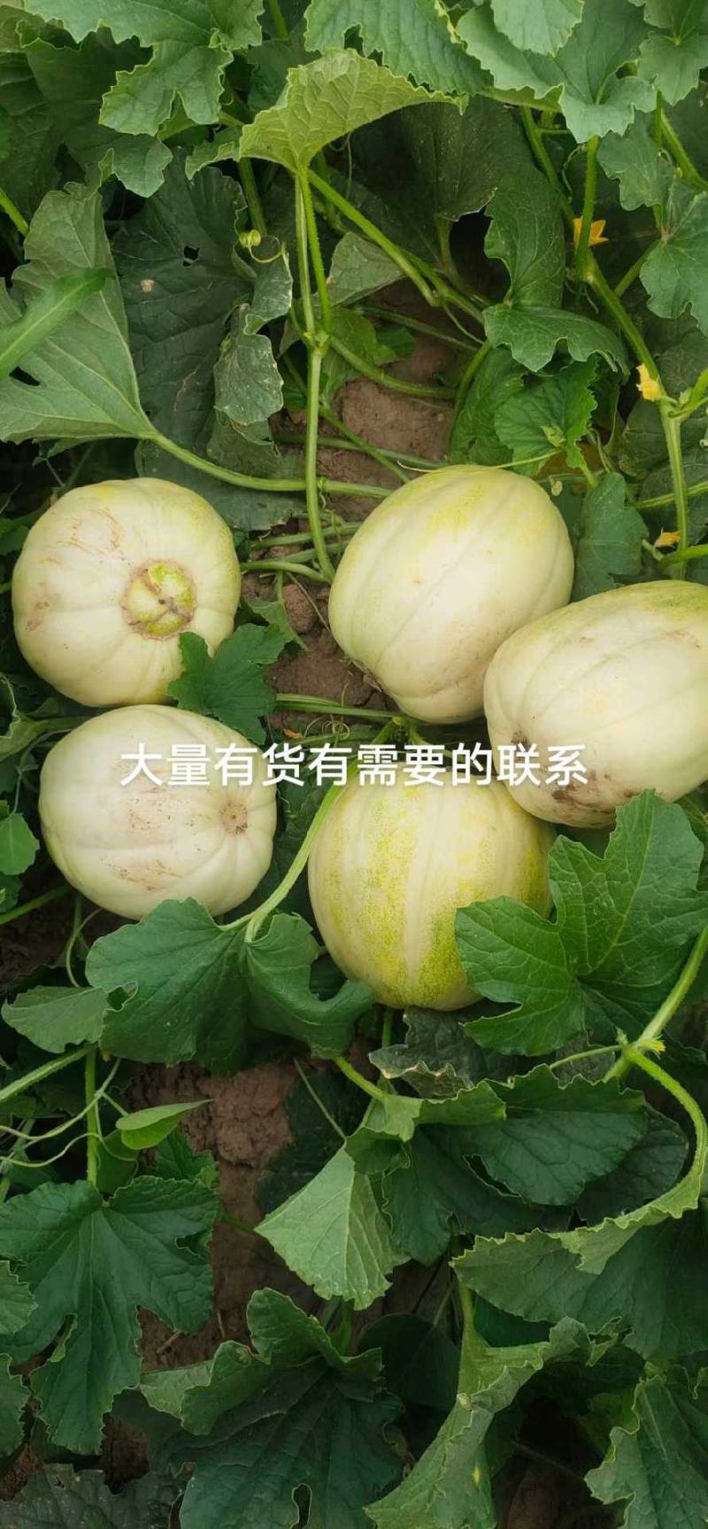 忻州甜瓜大量