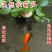 四川水浮莲，可以用于喂鱼喂虾，净化水
