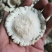 精品鹿角帽粉梅花鹿鹿托盘自己打粉质量保证欢迎咨询