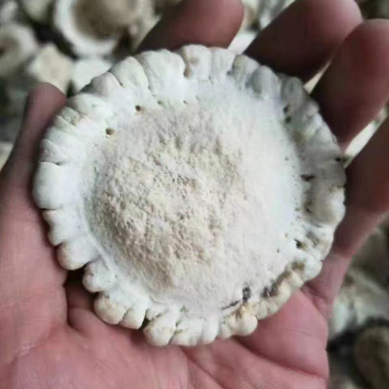 精品鹿角帽粉梅花鹿鹿托盘自己打粉质量保证欢迎咨询