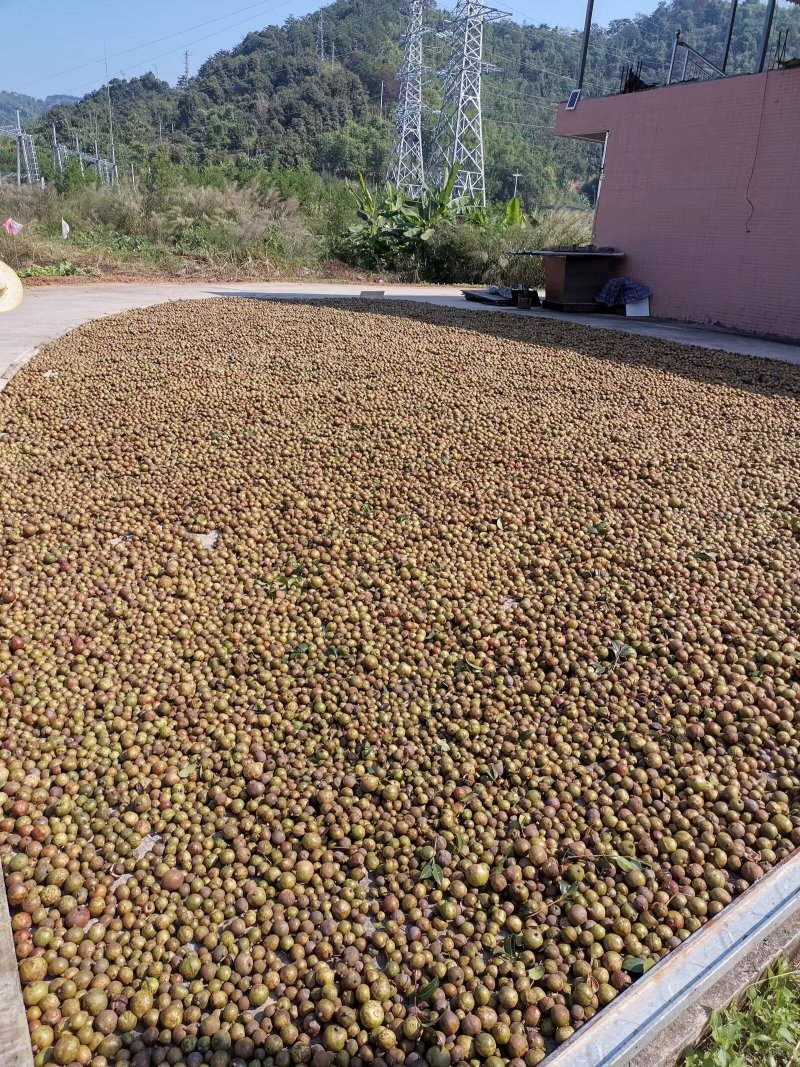 纯正山茶油，大自然阳光晾晒，人工选籽，土榨山茶油