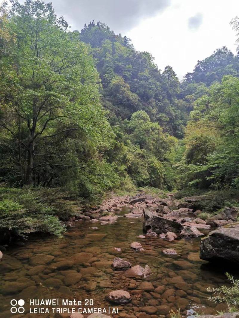 野生古树红茶大量供应，量大从优，精品货，一手货源