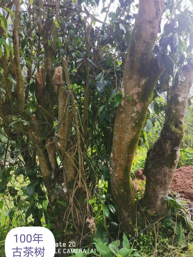 精品茶叶，红茶，古树红茶大量供应，一手货源支持批发零售