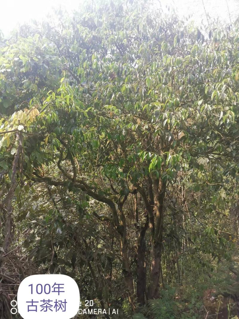 精品茶叶，红茶，古树红茶大量供应，一手货源支持批发零售