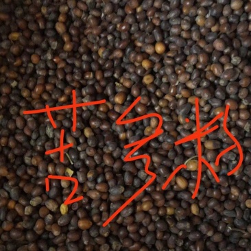 纯新苦参种子，干净无杂质，欢迎新老朋友下单