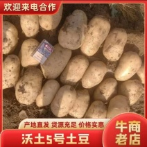 精品新土豆沃土五号大量上市，产地直发，欢迎来电