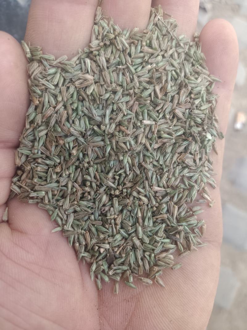 牛膝种子，怀牛膝种子，5斤以上非边远地区包邮！